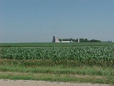 Cornfields