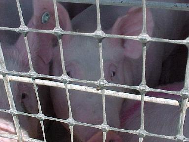 Closeup of rodeo pigs in waiting