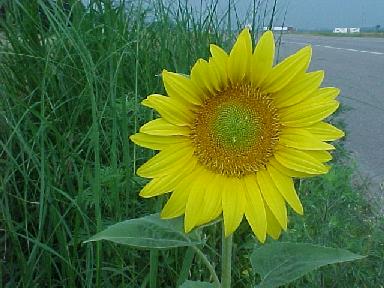 Sunflower