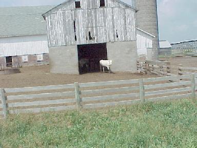 Cow Barn