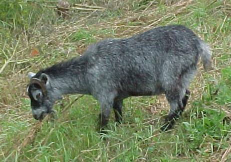 Amish goat