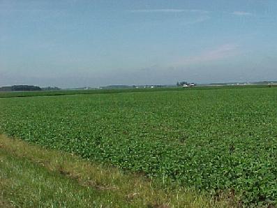 Field of soybeans