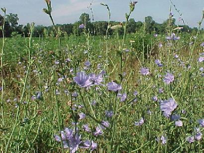 Wildflowers