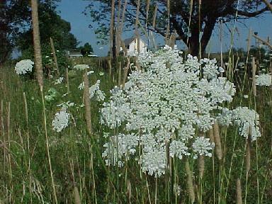 Queen Ann's Lace