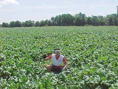 Field of sugar beets