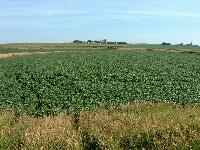 soybean field