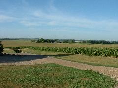 farm scenery, featuring pig corn