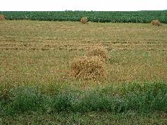 Fresh Cut Barley