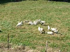 A herd of baby goats