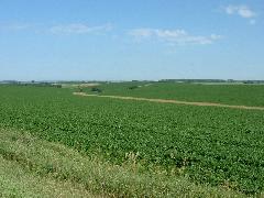 Healthy soybean field