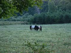 Oreo cows