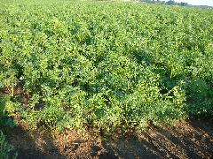 very large field of carrots