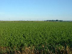 very large field of carrots