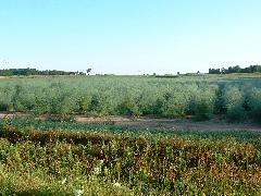 large planting of asparagus