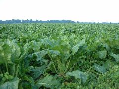 sugar beets