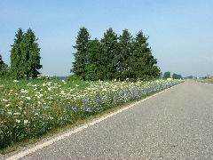 Wildflowers along the road, very pretty