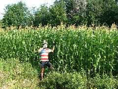 tall cow corn