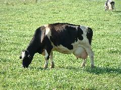 big cow