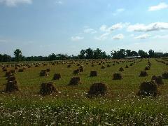 Amish farm bales of hay
