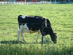 Canadian cow; is their milk the same color as a U.S. cow ? ?