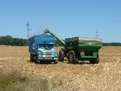 wheat cutting operation