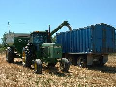 wheat cutting operation