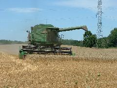 wheat cutting operation