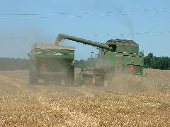 wheat cutting operation