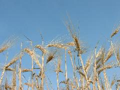 Canadian wheat