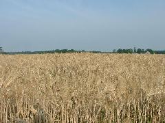 Canadian wheat