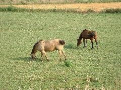 horses grazing