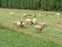 sheep grazing