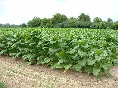 tobacco growing