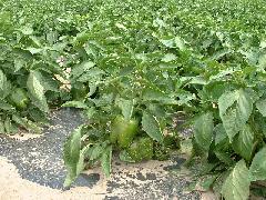 pepper plants