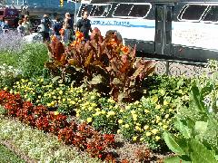 Donna and John at one of the hundreds of gorgeous floral plantings that are part of the Niagara Parks complex