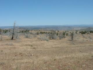 Warm Springs Desert