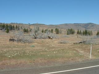 Warm Springs Desert