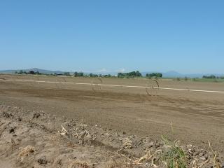 Alfalfa irrigation apparatus