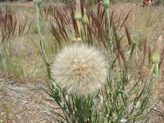 Desert flowers