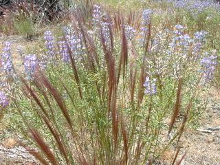 Desert flowers