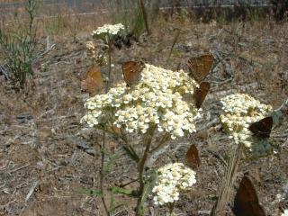 Desert flowers, tiny butterflies