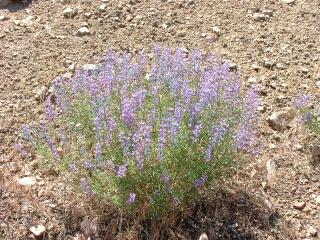 Desert flowers