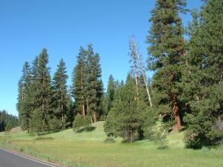 Ponderosa Pine