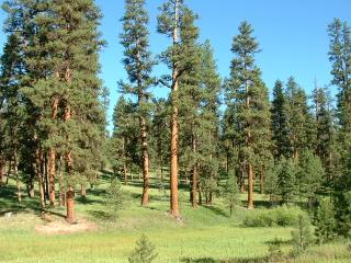 Ponderosa Pine