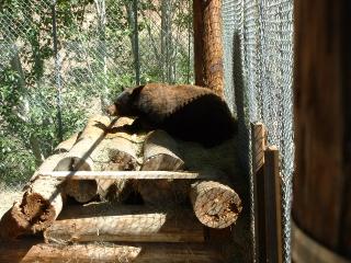 Black bear in Mitchell