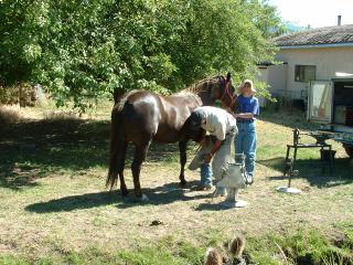 Shoeing a horse the old-fashioned way