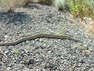 3 foot gopher snake