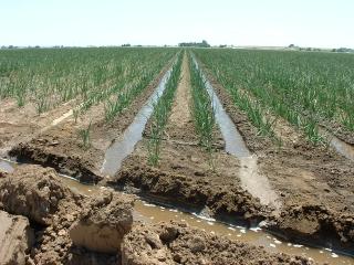 Onion plants being irrigated