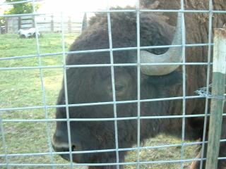 Buffalo/bison