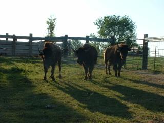 Buffalo/bison